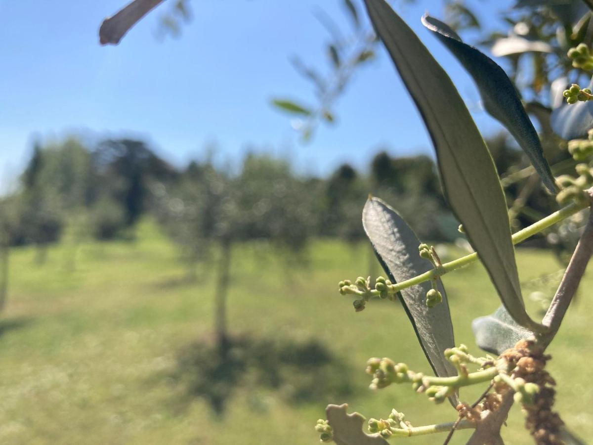 Tenuta Poggio Alla Farnia Fauglia المظهر الخارجي الصورة